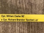 In Spike  Cycnoches William Clarke '#2' × Cyc. Richard Brandon 'Spotted Lip' (2” pot) - Image 5