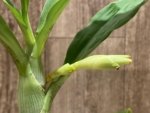 In Spike Cycnoches Cygnus Atratus 'Firebird' AMIAOS × Cyc. Brown's Choice 'Spotted Swan' (2” pot)