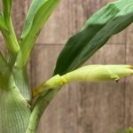 In Spike Cycnoches Cygnus Atratus 'Firebird' AMIAOS × Cyc. Brown's Choice 'Spotted Swan' (2” pot)