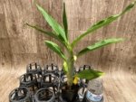 In Spike Cycnoches Cygnus Atratus 'Firebird' AMIAOS × Cyc. Brown's Choice 'Spotted Swan' (2” pot) - Image 4