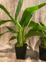 Double Spikes Zypgopetalum Jumpin Jack (3.5" pot) - Image 4