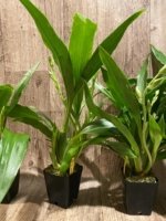 Double Spikes Zypgopetalum Jumpin Jack (3.5" pot) - Image 5
