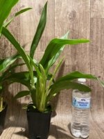 Triple Spikes Zypgopetalum Jumpin Jack (3.5" pot) - Image 6