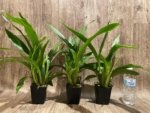 Triple Spikes Zypgopetalum Jumpin Jack (3.5" pot) - Image 2