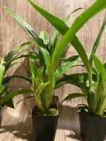 Triple Spikes Zypgopetalum Jumpin Jack (3.5" pot) - Image 5