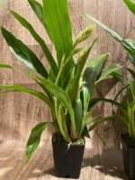 Triple Spikes Zypgopetalum Jumpin Jack (3.5" pot) - Image 4