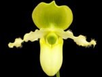 Paph. Pinocchio x sib Sequential Bloom (Blooming Size) (3.5” pot) - Image 2