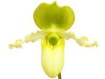 Paph. Pinocchio x sib Sequential Bloom (Blooming Size) (3.5” pot) - Image 4