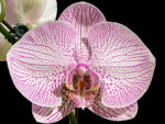 Phalaenopsis Novelty
