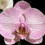 Phalaenopsis Novelty
