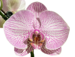 In Spike Phalaenopsis New Hybrid Novelty (4.5" pot) - Image 2