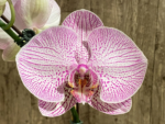In Spike Phalaenopsis New Hybrid Novelty (4.5" pot) - Image 3