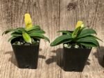 In Spike Paphiopedilum Wössner Zwerg (barbigerum × helenae) (2” pot) - Image 2