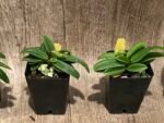 In Spike Paphiopedilum Wössner Zwerg (barbigerum × helenae) (2” pot) - Image 3
