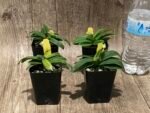 In Spike Paphiopedilum Wössner Zwerg (barbigerum × helenae) (2” pot) - Image 6