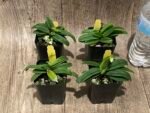 In Spike Paphiopedilum Wössner Zwerg (barbigerum × helenae) (2” pot) - Image 7