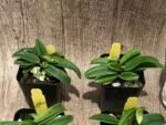 In Spike Paphiopedilum Wössner Zwerg (barbigerum × helenae) (2” pot) - Image 4