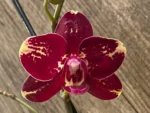 Double Spikes Phalaenopsis I-Hsin Maurice (4.5" Pot) - Image 2