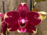 Phalaenopsis I-Hsin Maurice