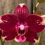 Phalaenopsis I-Hsin Maurice