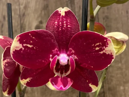 Phalaenopsis I-Hsin Maurice