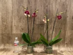 Double Spikes Phalaenopsis I-Hsin Maurice (4.5" Pot) - Image 4