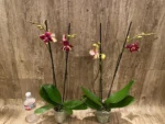 Double Spikes Phalaenopsis I-Hsin Maurice (4.5" Pot) - Image 3