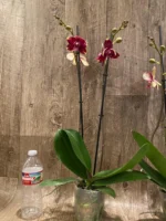 Double Spikes Phalaenopsis I-Hsin Maurice (4.5" Pot) - Image 8