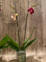Double Spikes Phalaenopsis I-Hsin Maurice (4.5" Pot) - Image 9