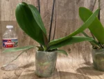 Double Spikes Phalaenopsis I-Hsin Maurice (4.5" Pot) - Image 10