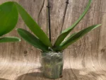 Double Spikes Phalaenopsis I-Hsin Maurice (4.5" Pot) - Image 11