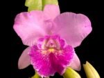 Pot. Hsinying Pink Doll