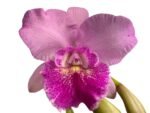 In Bud Pot. Hsinying Pink Doll (3.5" pot) - Image 2