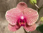 Double Spikes Phalaenopsis Sogo Sun Beauty Huge Plant (4.5" pot) - Image 6