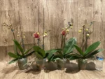 Double Spikes Phalaenopsis Sogo Sun Beauty Huge Plant (4.5" pot) - Image 7