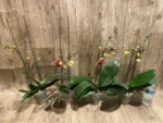 Double Spikes Phalaenopsis Sogo Sun Beauty Huge Plant (4.5" pot) - Image 8