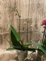 Double Spikes Phalaenopsis Sogo Sun Beauty Huge Plant (4.5" pot) - Image 9