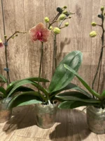 Double Spikes Phalaenopsis Sogo Sun Beauty Huge Plant (4.5" pot) - Image 10