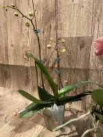 Double Spikes Phalaenopsis Sogo Sun Beauty Huge Plant (4.5" pot) - Image 11