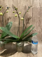 Double Spikes Phalaenopsis Sogo Sun Beauty Huge Plant (4.5" pot) - Image 12
