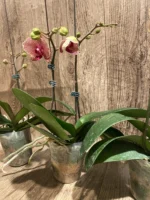 Double Spikes Phalaenopsis Sogo Sun Beauty Huge Plant (4.5" pot) - Image 13