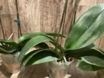 Double Spikes Phalaenopsis Sogo Sun Beauty Huge Plant (4.5" pot) - Image 14