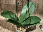 Double Spikes Phalaenopsis Sogo Sun Beauty Huge Plant (4.5" pot) - Image 15