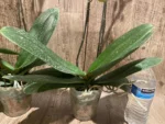 Double Spikes Phalaenopsis Sogo Sun Beauty Huge Plant (4.5" pot) - Image 16