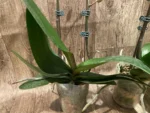 Double Spikes Phalaenopsis Sogo Sun Beauty Huge Plant (4.5" pot) - Image 17