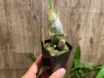Monnierara Millennium Magic ‘Witchcraft’ - Black Orchid (2.25” Pot) - Image 3