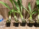 Monnierara Millennium Magic ‘Witchcraft’ - Black Orchid (2.25” Pot) - Image 4