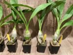 Monnierara Millennium Magic ‘Witchcraft’ - Black Orchid (2.25” Pot) - Image 6