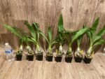 Monnierara Millennium Magic ‘Witchcraft’ - Black Orchid (2.25” Pot) - Image 7
