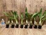 Monnierara Millennium Magic ‘Witchcraft’ - Black Orchid (2.25” Pot) - Image 8